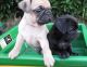 Pug Puppies for sale in Arctic Village, AK, USA. price: $500