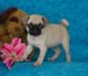 Pug Puppies for sale in Washington, VA 22747, USA. price: NA