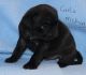 Pug Puppies for sale in Ahsahka, ID 83520, USA. price: NA