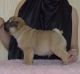 Pug Puppies for sale in Vancouver, BC, Canada. price: $500