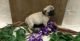 Pug Puppies for sale in Pueblo, CO, USA. price: NA