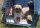 Pug Puppies for sale in Spokane, WA, USA. price: $8