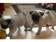 Pug Puppies for sale in Rochester, NY, USA. price: $400