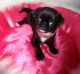 Pug Puppies for sale in Akeley, MN 56433, USA. price: $200