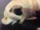 Pug Puppies for sale in Akeley, MN 56433, USA. price: $200