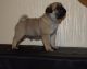 Pug Puppies for sale in Eureka, CA, USA. price: $500