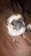 Pug Puppies for sale in Kite, GA 31049, USA. price: NA