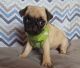 Pug Puppies for sale in Henderson, KY 42420, USA. price: NA