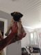 Pug Puppies for sale in New Caney, TX 77357, USA. price: $350