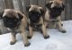 Pug Puppies for sale in Adrian, MI 49221, USA. price: $700