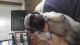 Pug Puppies for sale in New Vienna, OH 45159, USA. price: NA