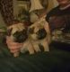 Pug Puppies for sale in Hartford, CT, USA. price: NA