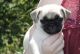 Pug Puppies for sale in Agua Dulce, CA 91390, USA. price: NA