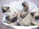 Pug Puppies for sale in Murrieta, CA, USA. price: $550