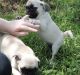 Pug Puppies for sale in Agua Dulce, CA 91390, USA. price: NA