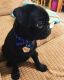 Pug Puppies for sale in Madison, AL, USA. price: NA