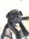 Pug Puppies for sale in Hwy 6, Sugar Land, TX, USA. price: NA