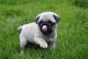 Pug Puppies for sale in Carlton Dr, Inglewood, CA 90305, USA. price: NA