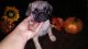 Pug Puppies for sale in Rockvale, CO 81244, USA. price: NA