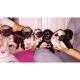 Pug Puppies for sale in Fresno, CA, USA. price: NA