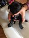 Pug Puppies for sale in Boston, MA 02114, USA. price: $350