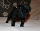 Pug Puppies for sale in Bowie, MD, USA. price: NA