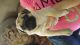 Pug Puppies for sale in Silver Lake, IN 46982, USA. price: $1,200