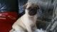 Pug Puppies for sale in Massachusetts Ave, Boston, MA, USA. price: $400