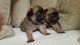 Pug Puppies for sale in Massachusetts Ave, Boston, MA, USA. price: NA