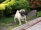 Pug Puppies for sale in Silver St, Enfield EN1 3EF, UK. price: 330 GBP