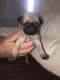 Pug Puppies for sale in NJ-38, Cherry Hill, NJ 08002, USA. price: NA