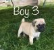 Pug Puppies for sale in Elgin, IL 60123, USA. price: NA