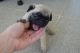 Pug Puppies for sale in Loudoun County, VA, USA. price: NA