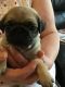 Pug Puppies for sale in Benton, AR, USA. price: NA