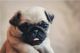 Pug Puppies for sale in Bartholomew County, IN, USA. price: NA