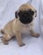 Pug Puppies for sale in Little Rock, AR, USA. price: NA