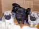 Pug Puppies for sale in NV-372, Pahrump, NV, USA. price: NA