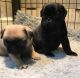 Pug Puppies for sale in New Haven, CT, USA. price: NA
