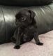 Pug Puppies for sale in California Ave, South Gate, CA 90280, USA. price: NA