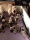Pug Puppies for sale in ID-21, Boise, ID 83716, USA. price: $300