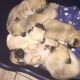 Pug Puppies for sale in Kirksville, MO 63501, USA. price: $300