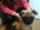 Pug Puppies for sale in Helena, MT, USA. price: $300