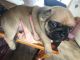 Pug Puppies for sale in Central Ave, Voorhees Township, NJ 08043, USA. price: $300