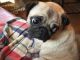 Pug Puppies for sale in Bismarck, ND, USA. price: NA