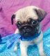 Pug Puppies for sale in SD-34, Pierre, SD 57501, USA. price: $300
