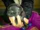 Pug Puppies for sale in Memphis, TN, USA. price: NA