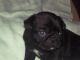 Pug Puppies for sale in Largo, FL, USA. price: $300