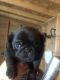Pug Puppies for sale in Boise, ID, USA. price: NA