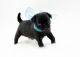 Pug Puppies for sale in Willowbrook, IL 60527, USA. price: $1,500