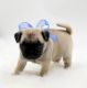 Pug Puppies for sale in Willowbrook, IL 60527, USA. price: $1,500
